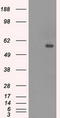 Carnosine Dipeptidase 1 antibody, CF500448, Origene, Western Blot image 