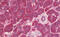 CRBP1 antibody, MBS249005, MyBioSource, Immunohistochemistry frozen image 