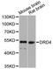 D(4) dopamine receptor antibody, A1337, ABclonal Technology, Western Blot image 