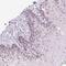 RNA Polymerase III Subunit D antibody, HPA067875, Atlas Antibodies, Immunohistochemistry frozen image 
