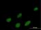 Inositol Polyphosphate Multikinase antibody, H00253430-B01P, Novus Biologicals, Immunofluorescence image 