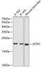 Surfactant Protein C antibody, 18-339, ProSci, Western Blot image 