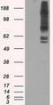 PAS Domain Containing Serine/Threonine Kinase antibody, LS-C114950, Lifespan Biosciences, Western Blot image 