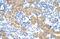 Ribonucleic Acid Export 1 antibody, NBP1-57186, Novus Biologicals, Immunohistochemistry paraffin image 