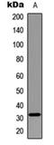 Myogenic factor 5 antibody, orb256701, Biorbyt, Western Blot image 