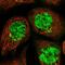 Conserved oligomeric Golgi complex subunit 6 antibody, NBP1-84411, Novus Biologicals, Immunofluorescence image 