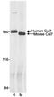 Cullin 7 antibody, A300-428A, Bethyl Labs, Immunoprecipitation image 