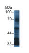 Transforming Growth Factor Beta 3 antibody, abx132088, Abbexa, Western Blot image 