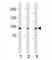 Prospero Homeobox 1 antibody, F53186-0.4ML, NSJ Bioreagents, Western Blot image 