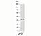 Aminoacyl TRNA Synthetase Complex Interacting Multifunctional Protein 1 antibody, 33-049, ProSci, Western Blot image 