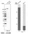 Talin 1 antibody, NBP1-87820, Novus Biologicals, Western Blot image 