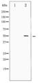 Serum Response Factor antibody, LS-C416539, Lifespan Biosciences, Western Blot image 