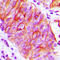 Basigin (Ok Blood Group) antibody, LS-C353920, Lifespan Biosciences, Immunohistochemistry frozen image 