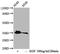 Protein Phosphatase 2 Catalytic Subunit Alpha antibody, CSB-RA018559A307phHU, Cusabio, Western Blot image 