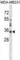 Galectin 8 antibody, abx029925, Abbexa, Western Blot image 