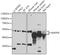 Mitogen-Activated Protein Kinase 8 antibody, LS-C746814, Lifespan Biosciences, Western Blot image 