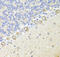 Neurotrophic Receptor Tyrosine Kinase 1 antibody, 18-498, ProSci, Immunohistochemistry frozen image 