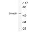 SMAD Family Member 6 antibody, LS-C177614, Lifespan Biosciences, Western Blot image 