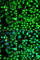 AlkB Homolog 4, Lysine Demethylase antibody, A7812, ABclonal Technology, Immunofluorescence image 
