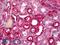 GHRHR antibody, LS-B6566, Lifespan Biosciences, Immunohistochemistry frozen image 