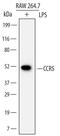 C-C Motif Chemokine Receptor 5 (Gene/Pseudogene) antibody, MAB6138, R&D Systems, Western Blot image 