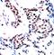 Jun Proto-Oncogene, AP-1 Transcription Factor Subunit antibody, orb14438, Biorbyt, Immunohistochemistry paraffin image 