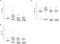 Cytochrome P450 3A1 antibody, orb5018, Biorbyt, Western Blot image 