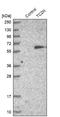 Tandem C2 Domains, Nuclear antibody, NBP1-89900, Novus Biologicals, Western Blot image 