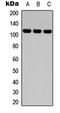 HDGF Like 3 antibody, orb256590, Biorbyt, Western Blot image 