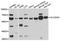 Solute Carrier Family 22 Member 4 antibody, A10490, ABclonal Technology, Western Blot image 