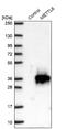Methyltransferase Like 6 antibody, NBP1-92108, Novus Biologicals, Western Blot image 