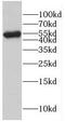 Endoplasmic Reticulum Oxidoreductase 1 Alpha antibody, FNab02852, FineTest, Western Blot image 