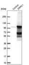 SRSF Protein Kinase 1 antibody, PA5-53420, Invitrogen Antibodies, Western Blot image 