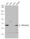 Protein Kinase AMP-Activated Catalytic Subunit Alpha 2 antibody, GTX103487, GeneTex, Western Blot image 