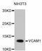 Vascular Cell Adhesion Molecule 1 antibody, abx125405, Abbexa, Western Blot image 