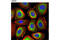 S100 Calcium Binding Protein A10 antibody, 5529S, Cell Signaling Technology, Immunofluorescence image 