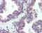 C1q And TNF Related 1 antibody, orb86698, Biorbyt, Immunohistochemistry paraffin image 