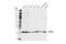 Crystallin Alpha B antibody, 45844S, Cell Signaling Technology, Western Blot image 