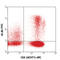 Interferon Gamma antibody, 502506, BioLegend, Immunocytochemistry image 