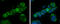 CD45 antibody, GTX116018, GeneTex, Immunofluorescence image 