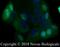 Mucin 1, Cell Surface Associated antibody, NB120-22711, Novus Biologicals, Immunofluorescence image 