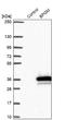 Bisphosphoglycerate Mutase antibody, NBP1-86377, Novus Biologicals, Western Blot image 