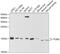 Transcription elongation factor B polypeptide 2 antibody, GTX16427, GeneTex, Western Blot image 