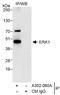 MNK1 antibody, A302-060A, Bethyl Labs, Immunoprecipitation image 