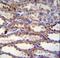 Shisa Family Member 3 antibody, LS-C161075, Lifespan Biosciences, Immunohistochemistry frozen image 