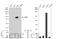 CD55 Molecule (Cromer Blood Group) antibody, GTX113170, GeneTex, Western Blot image 
