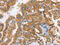 DExD/H-Box Helicase 58 antibody, CSB-PA695560, Cusabio, Immunohistochemistry frozen image 