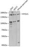 Hypoxia Up-Regulated 1 antibody, A04934, Boster Biological Technology, Western Blot image 