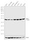 Nuclear Receptor Binding Factor 2 antibody, 702920, Invitrogen Antibodies, Western Blot image 