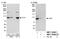 DNA Topoisomerase I antibody, NBP1-30481, Novus Biologicals, Western Blot image 